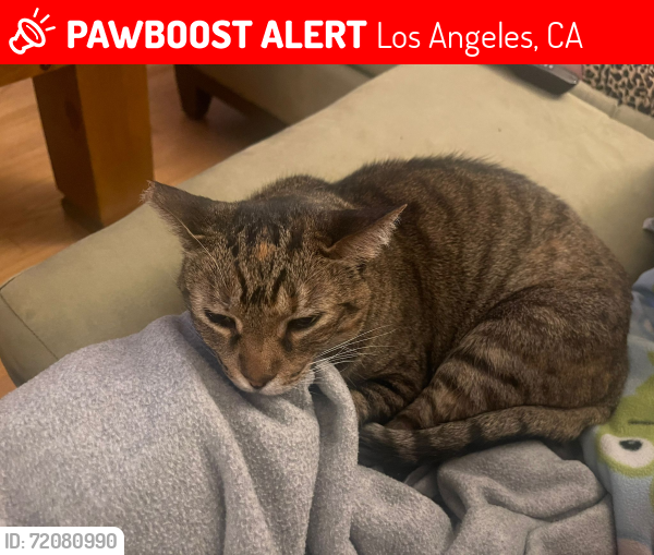 Lost Female Cat last seen Ben & Sylvan, Los Angeles, CA 91606