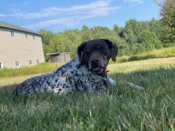 Lost Female Dog last seen Town store , Worthington, MA 01098