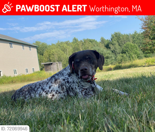 Lost Female Dog last seen Town store, Worthington, MA 01098