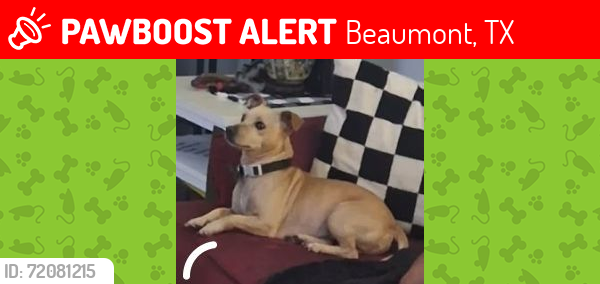 Lost Male Dog last seen Sarah & 4th, Beaumont, TX 77705