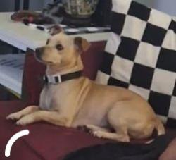 Lost Male Dog last seen Sarah & 4th, Beaumont, TX 77705