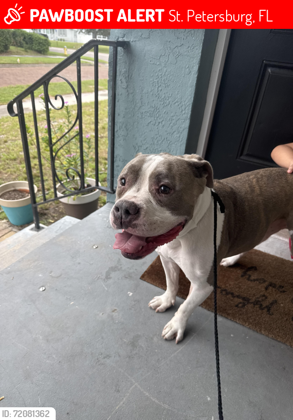 St. Petersburg, FL Lost Male Dog, Pit Bull Mix Is Missing | PawBoost