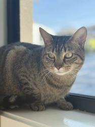 Lost Female Cat last seen Dundas Valley 2117, Dundas Valley, NSW 2117
