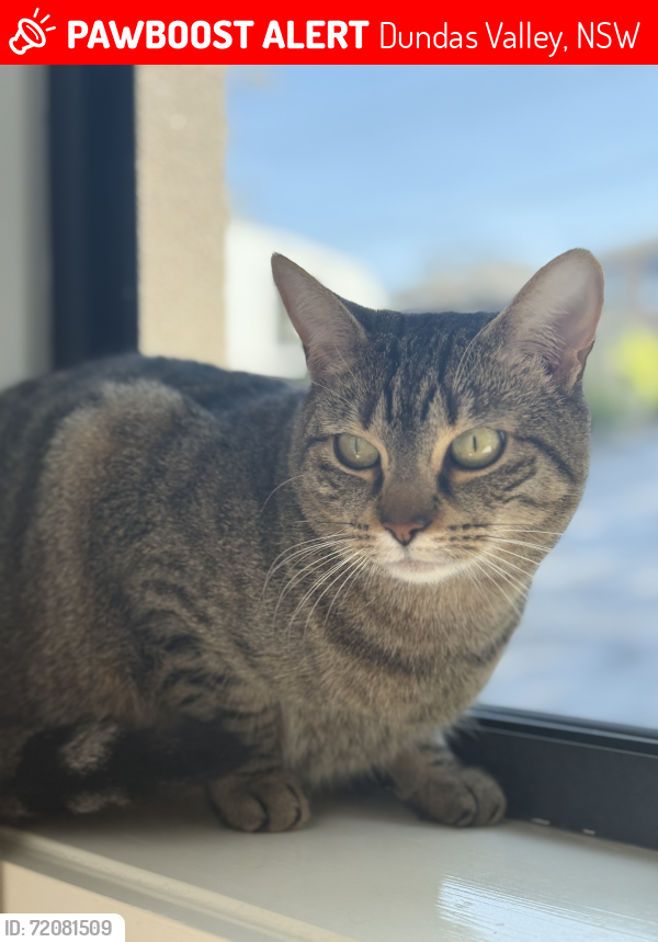 Lost Female Cat last seen Dundas Valley 2117, Dundas Valley, NSW 2117