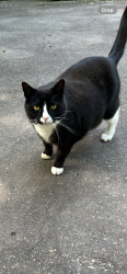 Lost Male Cat last seen Kinnamon Rd near Clemmons , Winston-Salem, NC 27103