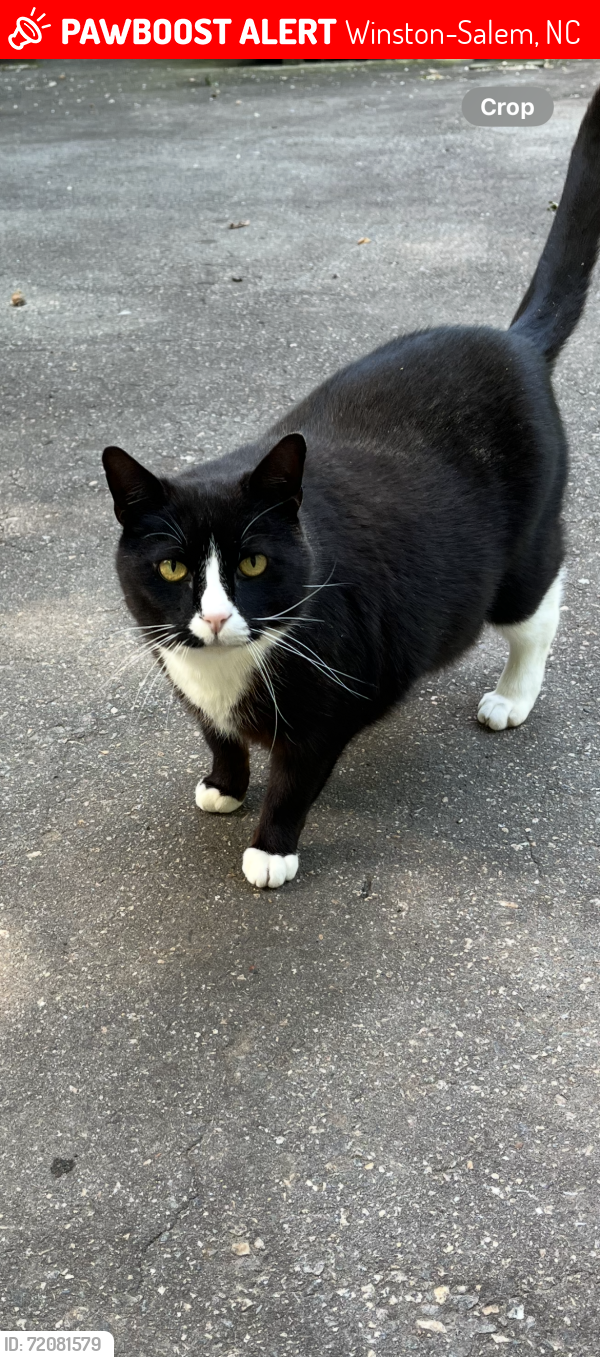 Lost Male Cat last seen Kinnamon Rd near Clemmons , Winston-Salem, NC 27103