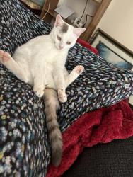 Lost Female Cat last seen Croft st, Rainsville, AL 35986