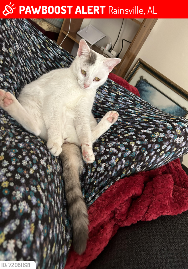 Lost Female Cat last seen Croft st, Rainsville, AL 35986