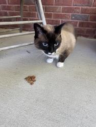 Lost Female Cat last seen Old hwy 35 pine ridge area off of Mountain View Dr , Fort Payne, AL 35968