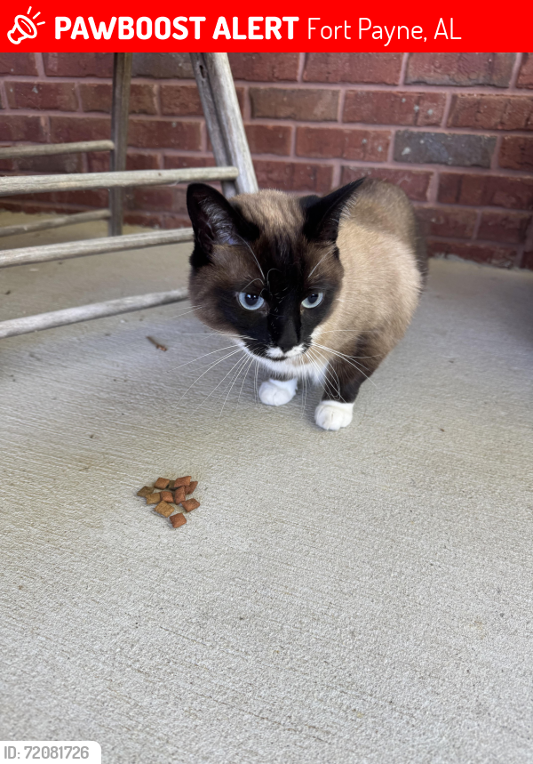 Lost Female Cat last seen Old hwy 35 pine ridge area off of Mountain View Dr , Fort Payne, AL 35968