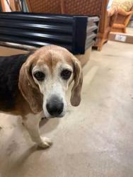 Reunited Female Dog last seen Near Old Niles Ferry Rd, Maryville, TN 37801