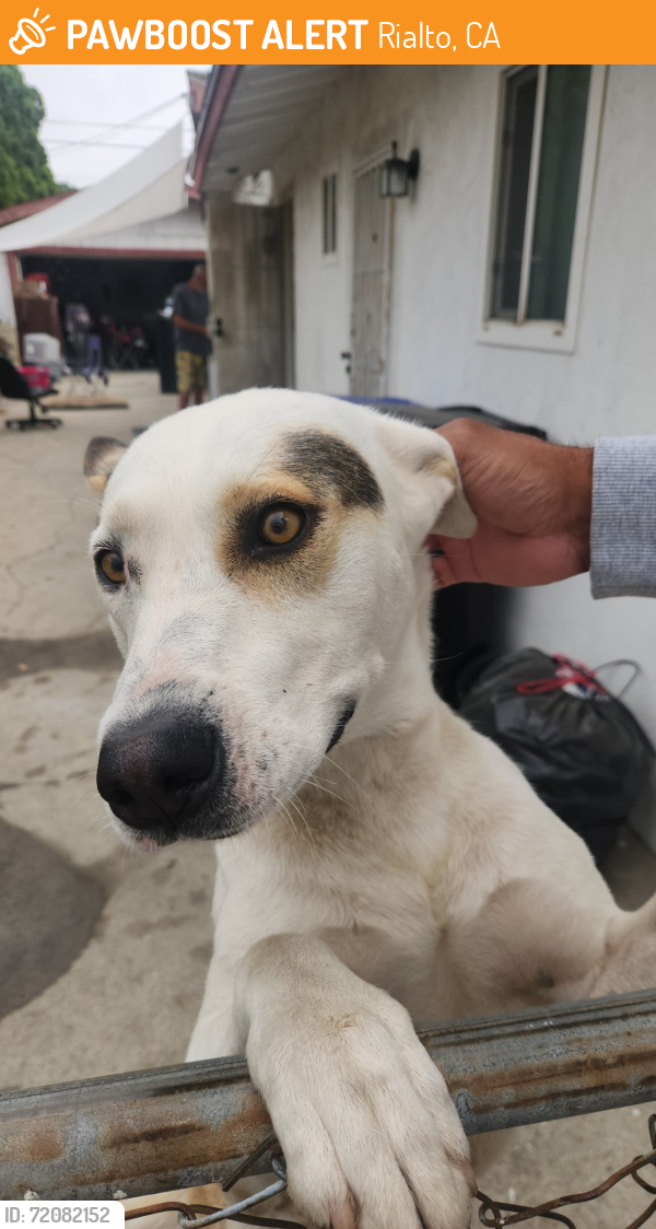 Rialto, CA Stray Male Dog Found Near Sycamore and Baseline | PawBoost