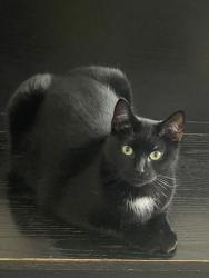 Lost Female Cat last seen Ridgewood Avenue, Ridgewood, NJ, Midland Park, NJ 07432