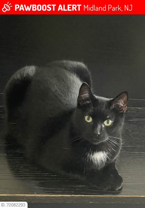 Lost Female Cat last seen Ridgewood Avenue, Ridgewood, NJ, Midland Park, NJ 07432