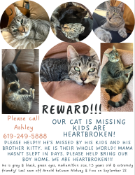 Lost Male Cat last seen arnold way, alpine ca 91901, Alpine, CA 91901