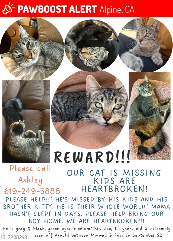 Lost Male Cat last seen arnold way, alpine ca 91901, Alpine, CA 91901
