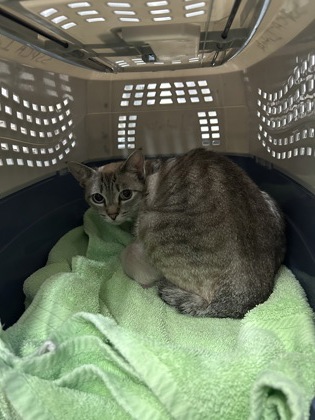 Shelter Removed Female Cat last seen Sacramento, CA 95814, Sacramento, CA 95828