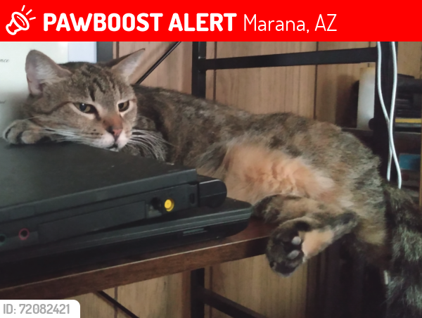 Lost Female Cat last seen Redrock Lane & Cocio Road, Marana, AZ 85653