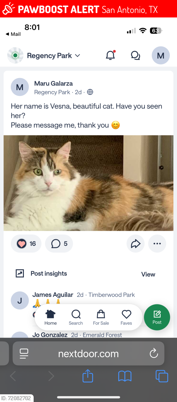 Lost Female Cat last seen Huebner and Churchill ests, San Antonio, TX 78248