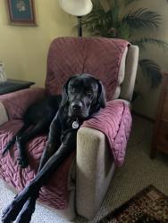 Lost Female Dog last seen Hawthorne Assembly , Poplar, WI 54864
