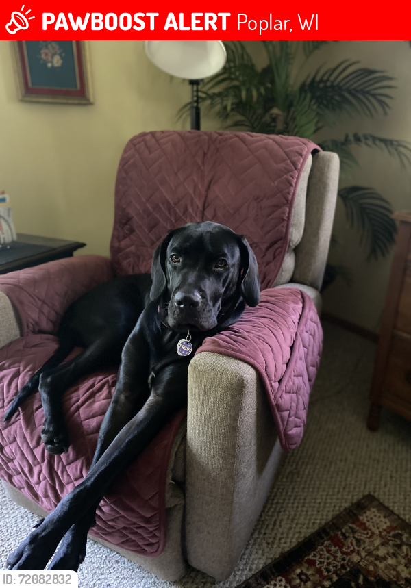 Lost Female Dog last seen Hawthorne Assembly , Poplar, WI 54864