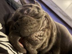 Lost Male Dog last seen G Street , New Bern, NC 28560