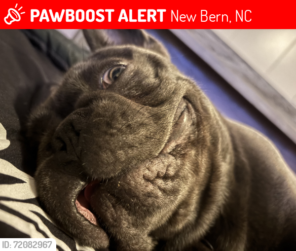 Lost Male Dog last seen G Street , New Bern, NC 28560