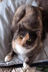 Lost Female Cat last seen Near Silver Lake on the south side at this point can be ANYWHERE please help offering LARGE reward, Everett, WA 98208