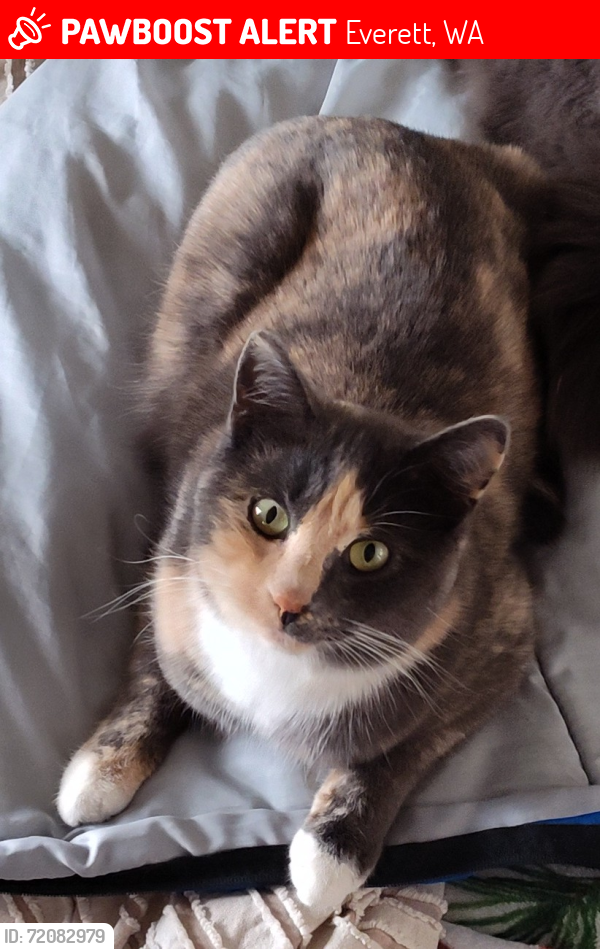 Lost Female Cat last seen Near Silver Lake on the south side at this point can be ANYWHERE please help offering LARGE reward, Everett, WA 98208