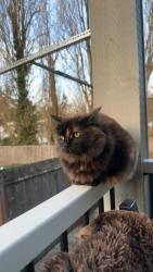 Lost Female Cat last seen 216st and 54th Mountlake Terrace, Wa, Mountlake Terrace, WA 98043