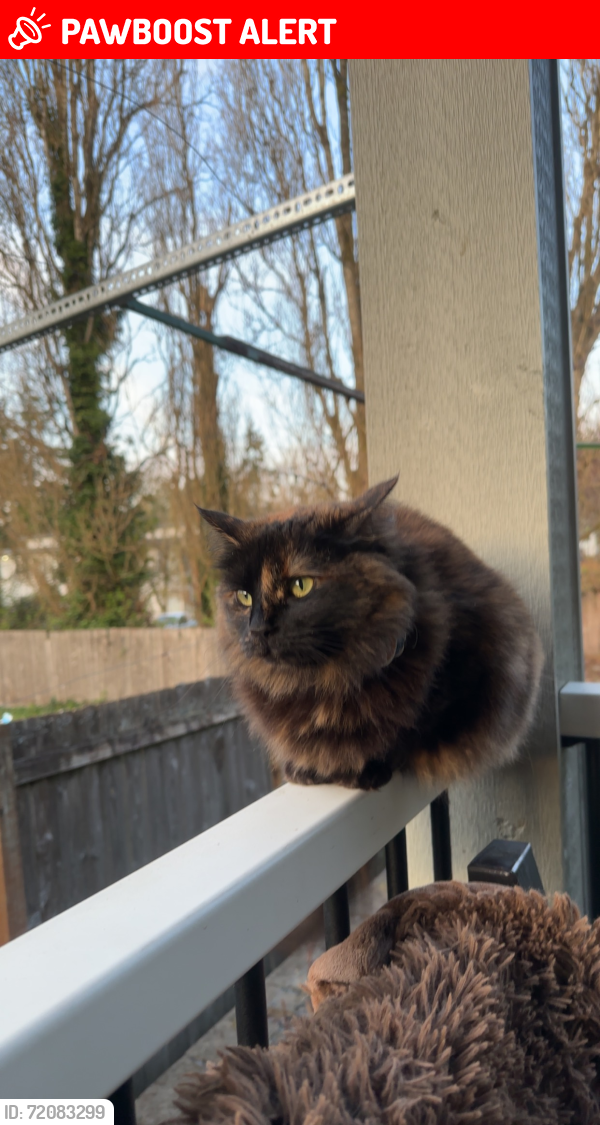 Lost Female Cat last seen 216st and 54th Mountlake Terrace, Wa, Mountlake Terrace, WA 98043