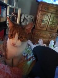 Lost Female Cat last seen 27th Ave N and Dupont Ave N, Minneapolis, MN 55411