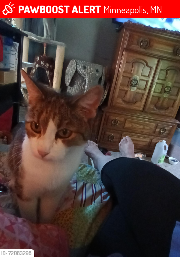 Lost Female Cat last seen 27th Ave N and Dupont Ave N, Minneapolis, MN 55411