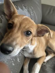 Lost Male Dog last seen S Comanche Dr & Walnut Dr, Arvin, CA 93203