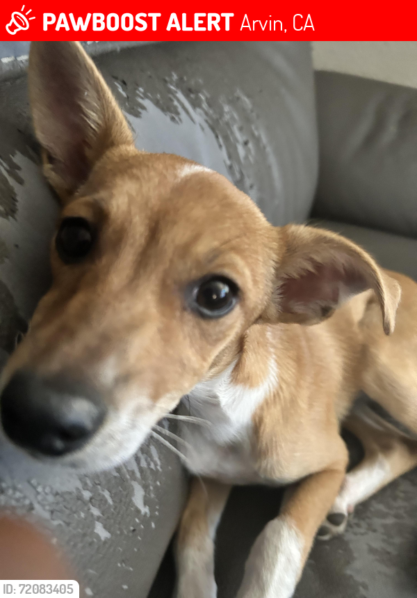 Lost Male Dog last seen S Comanche Dr & Walnut Dr, Arvin, CA 93203