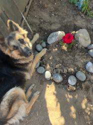 Lost Female Dog last seen Graves Ave & Del Mar Blvd, Rosemead, CA 91770