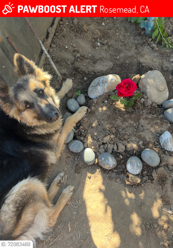 Lost Female Dog last seen Graves Ave & Del Mar Blvd, Rosemead, CA 91770