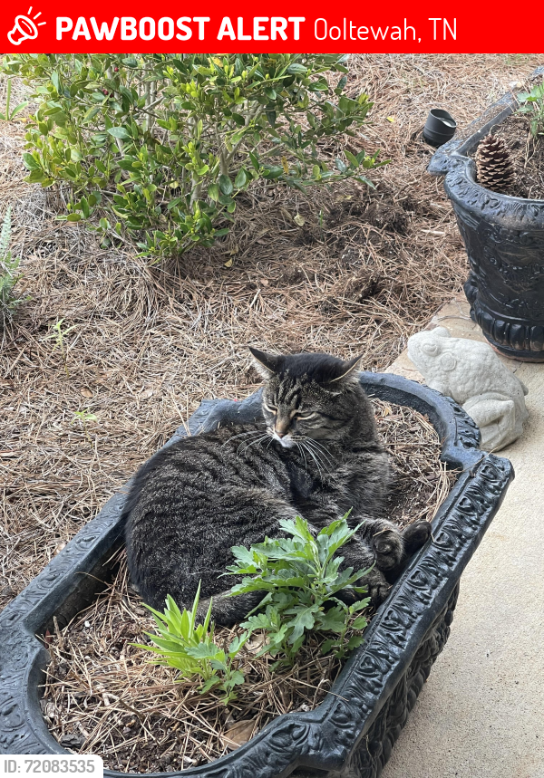 Lost Female Cat last seen Magnolia Farms subdivision , Ooltewah, TN 37363