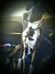Lost Female Dog last seen Near and smoke ln scurry texas, Scurry, TX 75158