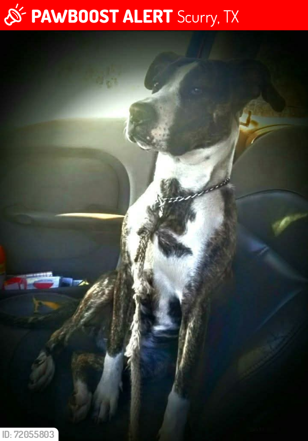 Lost Female Dog last seen Near and smoke ln scurry texas, Scurry, TX 75158
