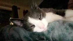 Lost Male Cat last seen Millbourne rd 70st Millwoods Edmonton, Edmonton, AB T6K 0T4