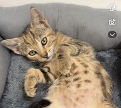 Lost Female Cat last seen Near w avenida del rio, Clewiston, FL 33440