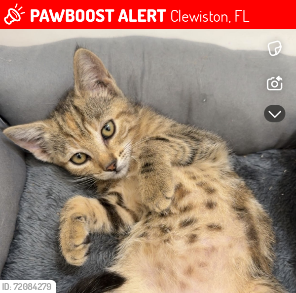 Lost Female Cat last seen Near w avenida del rio, Clewiston, FL 33440