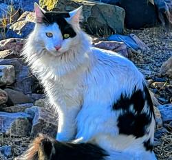 Lost Male Cat last seen 40th St and E Surrey Ave , Phoenix, AZ 85032