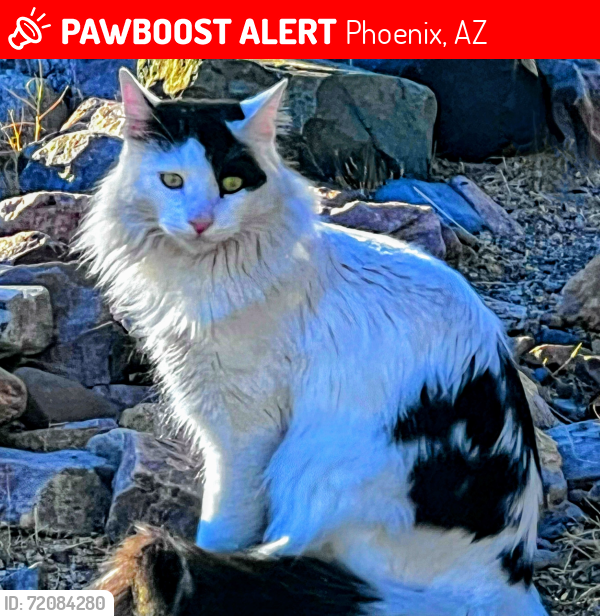 Lost Male Cat last seen 40th St and E Surrey Ave , Phoenix, AZ 85032