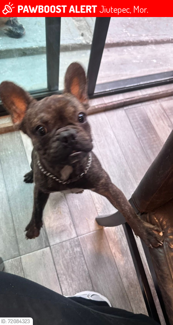 Lost Male Dog last seen Paseo de lirio ampliación bugambilias , Jiutepec, Mor. 62577