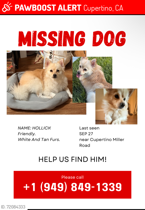 Lost Male Dog last seen Miller street, cupetino, creekside park, miller and steven creek junction, Cupertino, CA 95014