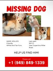 Lost Male Dog last seen Miller street, cupetino, creekside park, miller and steven creek junction, Cupertino, CA 95014