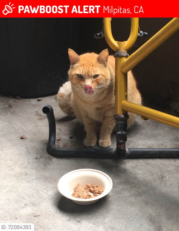Lost Male Cat last seen Montague expressway and Agnew road , Milpitas, CA 95131
