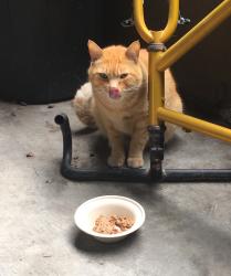 Lost Male Cat last seen Montague expressway and Agnew road , Milpitas, CA 95131
